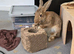 Browh white flemish rabbit
