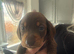 Kc miniature dachshunds
