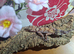 Male Australian Barking gecko