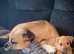 Mastiff cross