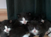 Kittens 8 weeks old and ready for a loving home.