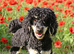 Black phantom toy poodle for stud