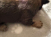 Lovely cheeky Shih Tzu pups Just 2 lovely boys