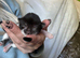 Two kittens for sale