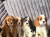 Kc dna clear cavalier puppies ready now