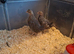 2 female quails