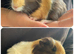 Baby boar guinea pigs