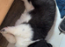 Beautiful American Akita pups for sale