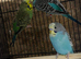 5 young budgies for sale