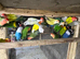 Ringnecks & Lovebirds