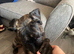 Female cane corso