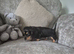 Miniature long hair daschund
