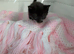 Cute and fluffy kittens almost ready