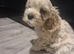 Boy Cavachon for sale