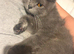 British shorthair X