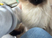 Ragdoll cat