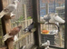 Tumbler pigeons