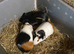 FRMALE BABY GUINEA PIGS