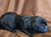 Shar-Pei Cockerpoo