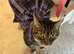 Goldie & Gwen asap needs rehoming.