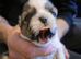 Shih tzu puppys