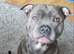 Beautiful blue Staffordshire kc reag