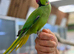 Ring neck parrot