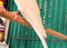 Pair 9 week old baby budgies available home reared