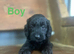 Lovely daxiepoo girls and boys available