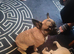 Pug cross Frenchie