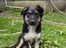 Border Collie Pups