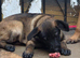 Belgium Shepherd puppies for sale