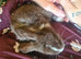 Joblot rabbits
