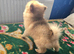Pomeranian puppy