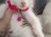 4 gorgeous baby girl kittens