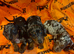 Dachshund puppies