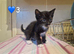 2 gorgeous pure tux boys looking for homes