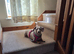 Sweet & Affectionate Isabella Dachshund "Lady" (5 Years Old) – Seeking Her Forever Single-Dog Home