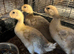 Off heat Welsh Harlequin Ducklings