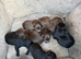 5 Beautiful patterdale puppies looking for 5 star home