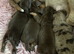 Miniature Dachshund