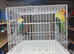 Parablue/ yf turquoise fischer lovebirds
