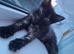 1 BEAUTIFUL FEMALE KITTEN.