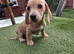 Dachshund babies