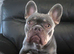 French bulldog belfast