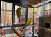 Suncheek conure pair