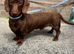 Dachshund male for sale