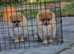 2 boy pomeranian