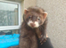 EU X black ferret