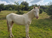 3 Year Old Cremello Gelding For Sale